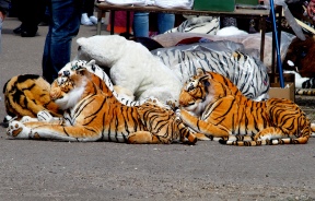 New tigers.jpg